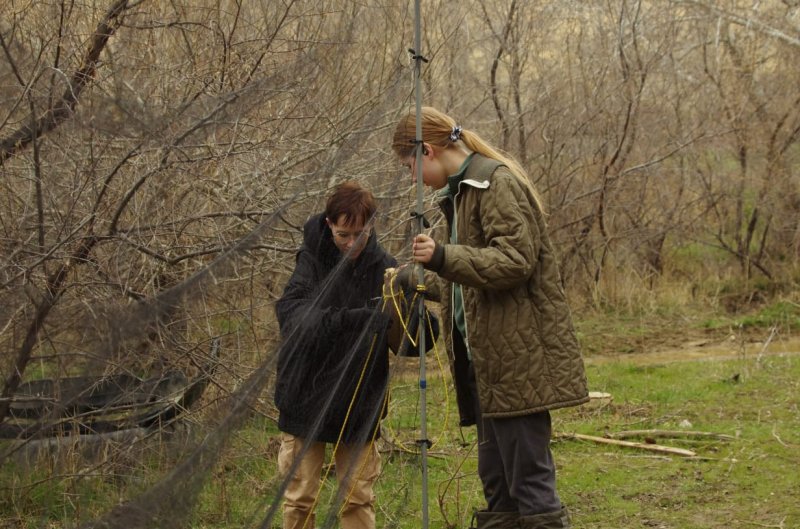 Опыт кольцевания птиц юннатами в заповеднике Дагестанский, март 2023